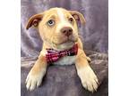 Dallas, Terrier (unknown Type, Small) For Adoption In Lodi, California