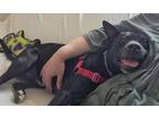 Monty, American Pit Bull Terrier For Adoption In Ann Arbor, Michigan