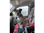 Eva, American Pit Bull Terrier For Adoption In Jasper, Indiana