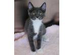 Clarence, Domestic Shorthair For Adoption In Hastings, Minnesota