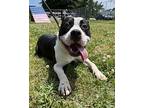 Black & Blue, American Pit Bull Terrier For Adoption In Richmond, Virginia