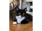 Dj Mittens, Domestic Shorthair For Adoption In Middle Village, New York