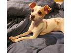 Cupid, Rat Terrier For Adoption In Mansfield, Texas