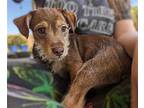 Dusty Haboob Weather, Terrier (unknown Type, Medium) For Adoption In Chandler