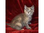 Fedora, Domestic Shorthair For Adoption In Searcy, Arkansas