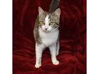 Tadpole, Domestic Shorthair For Adoption In Searcy, Arkansas