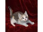 Beret, Calico For Adoption In Searcy, Arkansas