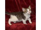 Fez, Domestic Shorthair For Adoption In Searcy, Arkansas