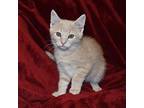 Scotch, Domestic Shorthair For Adoption In Searcy, Arkansas