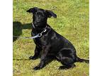 Penny, Labrador Retriever For Adoption In Searcy, Arkansas