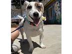 Arlo, Jack Russell Terrier For Adoption In Las Vegas, Nevada