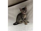 Carl Domestic Shorthair Kitten Male