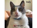 Indy (Courtesy Post) Domestic Shorthair Adult Female