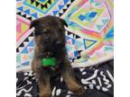German Shepherd Dog Puppy for sale in Elroy, WI, USA