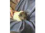 Remi, Guinea Pig For Adoption In Andover, Connecticut