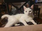 Shiner, Domestic Shorthair For Adoption In Colorado Springs, Colorado