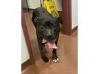 Dragon, American Pit Bull Terrier For Adoption In Dublin, California