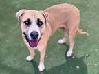 Raleigh, American Pit Bull Terrier For Adoption In Phoenix, Arizona