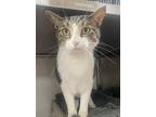 Piston, Domestic Shorthair For Adoption In Cincinnati, Ohio