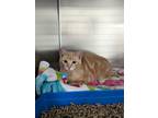 Wesley Barn Cat, Domestic Shorthair For Adoption In Swanzey, New Hampshire