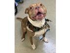 Camo, American Pit Bull Terrier For Adoption In Chesapeake, Virginia