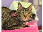 Mittens, Domestic Shorthair For Adoption In Fort Wayne, Indiana