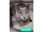 Meowkenzie, Domestic Shorthair For Adoption In Richmond, Indiana