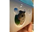 Xiu, Hamster For Adoption In Faribault, Minnesota
