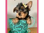 Yorkshire Terrier Puppy for sale in Millersburg, OH, USA