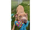 Clark, American Staffordshire Terrier For Adoption In Neenah, Wisconsin