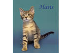 Hans (c24-060), Domestic Shorthair For Adoption In Lebanon, Tennessee