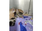 Wren, Domestic Shorthair For Adoption In Columbia City, Indiana