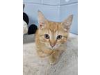 Ronnie, Domestic Shorthair For Adoption In Columbia City, Indiana