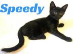 Speedy, Domestic Shorthair For Adoption In Knoxville, Tennessee