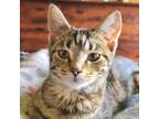 Tara Domestic Shorthair Kitten Female