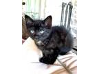 Bat Cat, Domestic Shorthair For Adoption In Knoxville, Tennessee