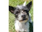 Snoopy, Terrier (unknown Type, Small) For Adoption In Blackwood, New Jersey