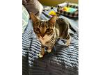 Patsy, Domestic Shorthair For Adoption In Barrie, Ontario