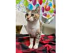 Juliet, Domestic Shorthair For Adoption In Barrie, Ontario