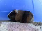Nugget-kitchener, Guinea Pig For Adoption In Kitchener, Ontario