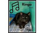 Ringo, Domestic Mediumhair For Adoption In Oak Ridge, Tennessee