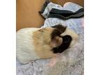 Penelope, Guinea Pig For Adoption In Seattle, Washington