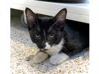 Opal, Domestic Shorthair For Adoption In Scottsdale, Arizona