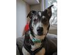 Adopt Ellie a Siberian Husky / Mixed dog in Sudbury, ON (40880128)