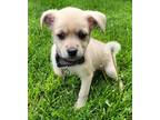 Nico Hoerner, Terrier (unknown Type, Small) For Adoption In Palatine, Illinois
