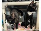 Bamboo And Bean, Domestic Shorthair For Adoption In Stanhope, New Jersey
