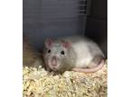 Angel (bonded With Spike), Rat For Adoption In Martinez,