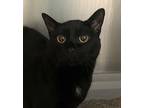 Smudge, Domestic Shorthair For Adoption In Sheboygan, Wisconsin