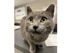 Gemstone, Domestic Shorthair For Adoption In Sheboygan, Wisconsin