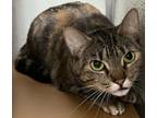 Seltzer, Domestic Shorthair For Adoption In Franklin, Indiana